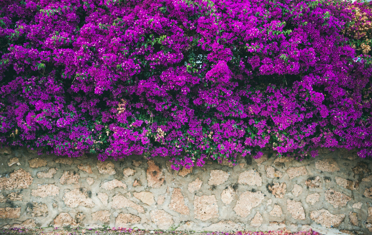 bougainvillea